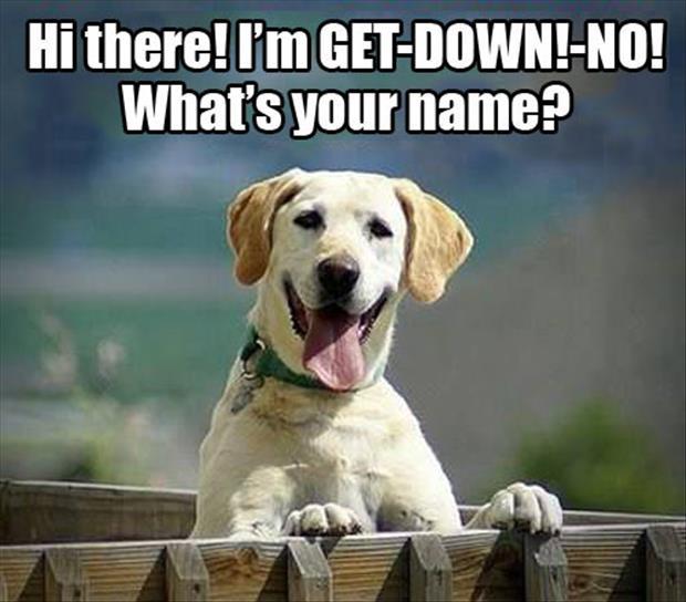 funny-dog-names1.jpg
